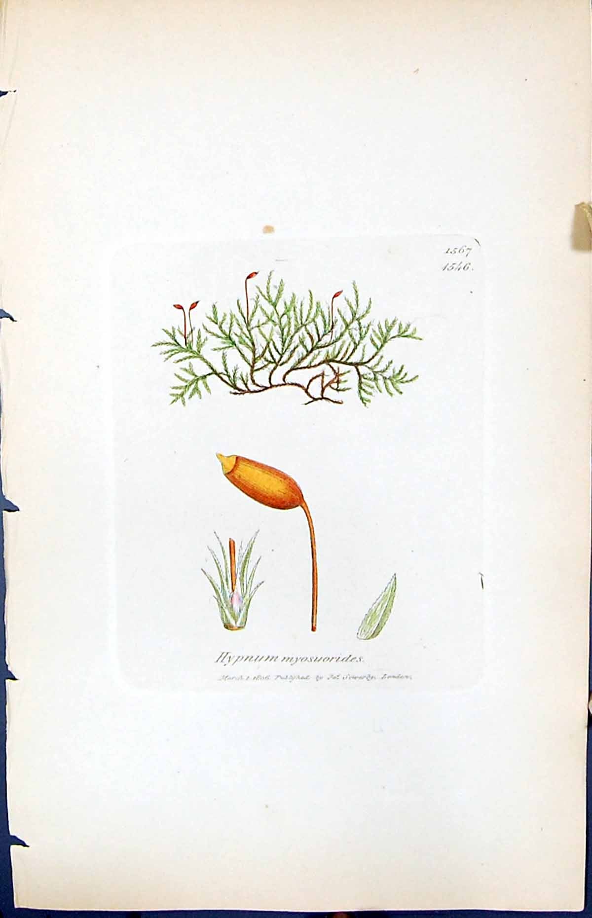 Antique Old Print Hypnum Myosuroides British Plants Botany 1847 Sowerby Smith