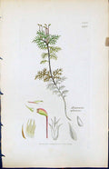 Antique Old Print Hypnum Splendeus British Plants Botany 1847 Sowerby Smith