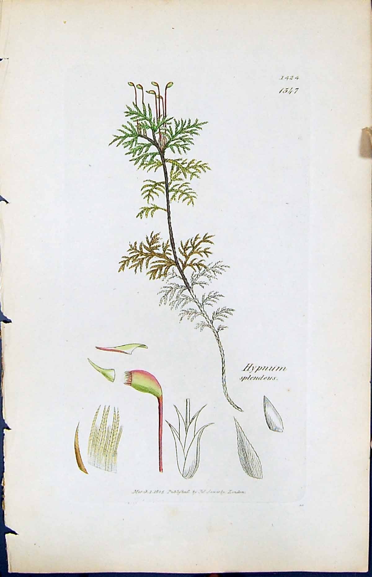 Antique Old Print Hypnum Splendeus British Plants Botany 1847 Sowerby Smith