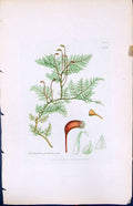 Antique Old Print Hypnum Proliferum British Plants Botany 1847 Sowerby Smith