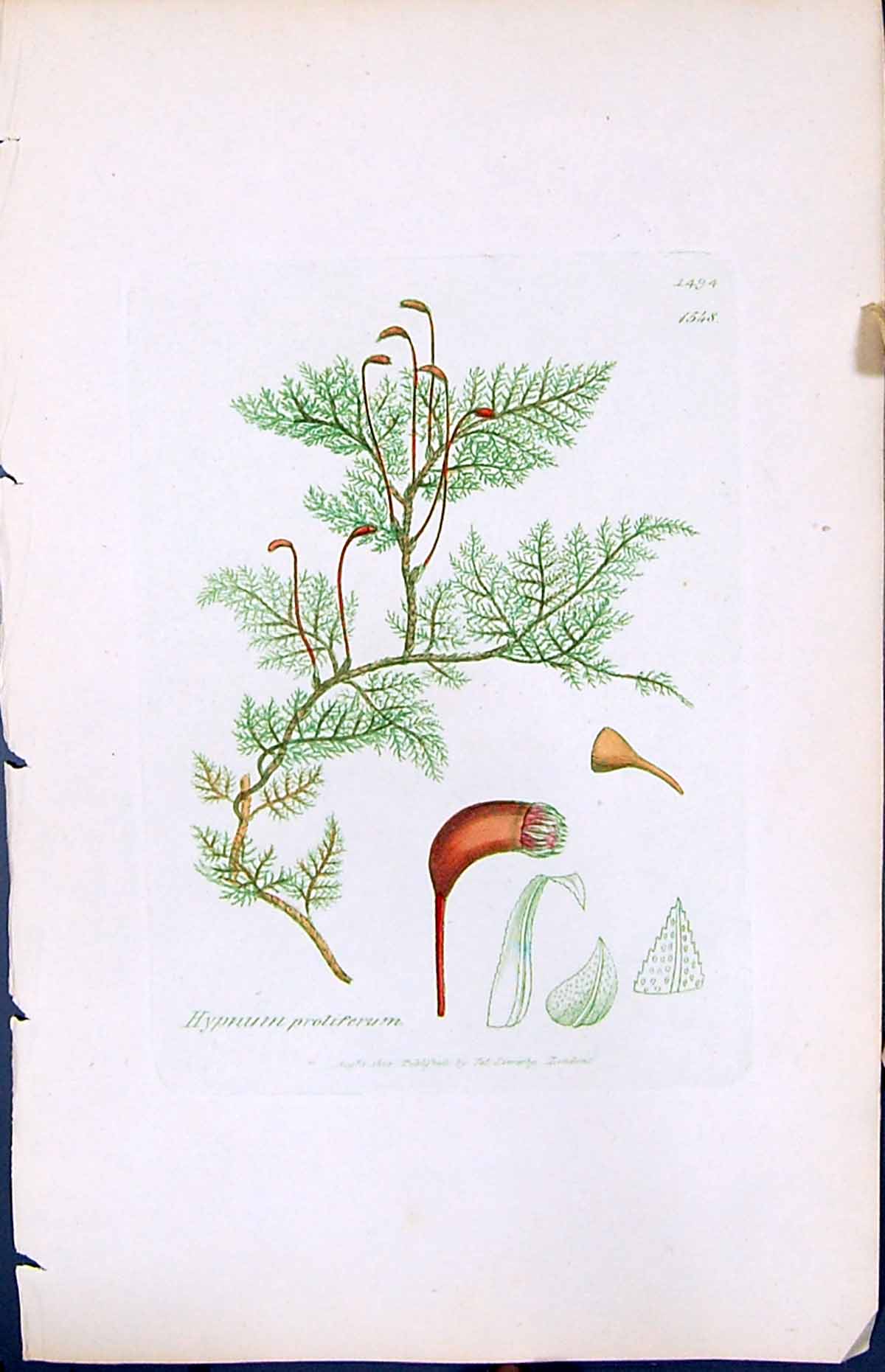 Antique Old Print Hypnum Proliferum British Plants Botany 1847 Sowerby Smith