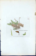 Antique Old Print Hypnum Recognitum British Plants Botany 1847 Sowerby Smith