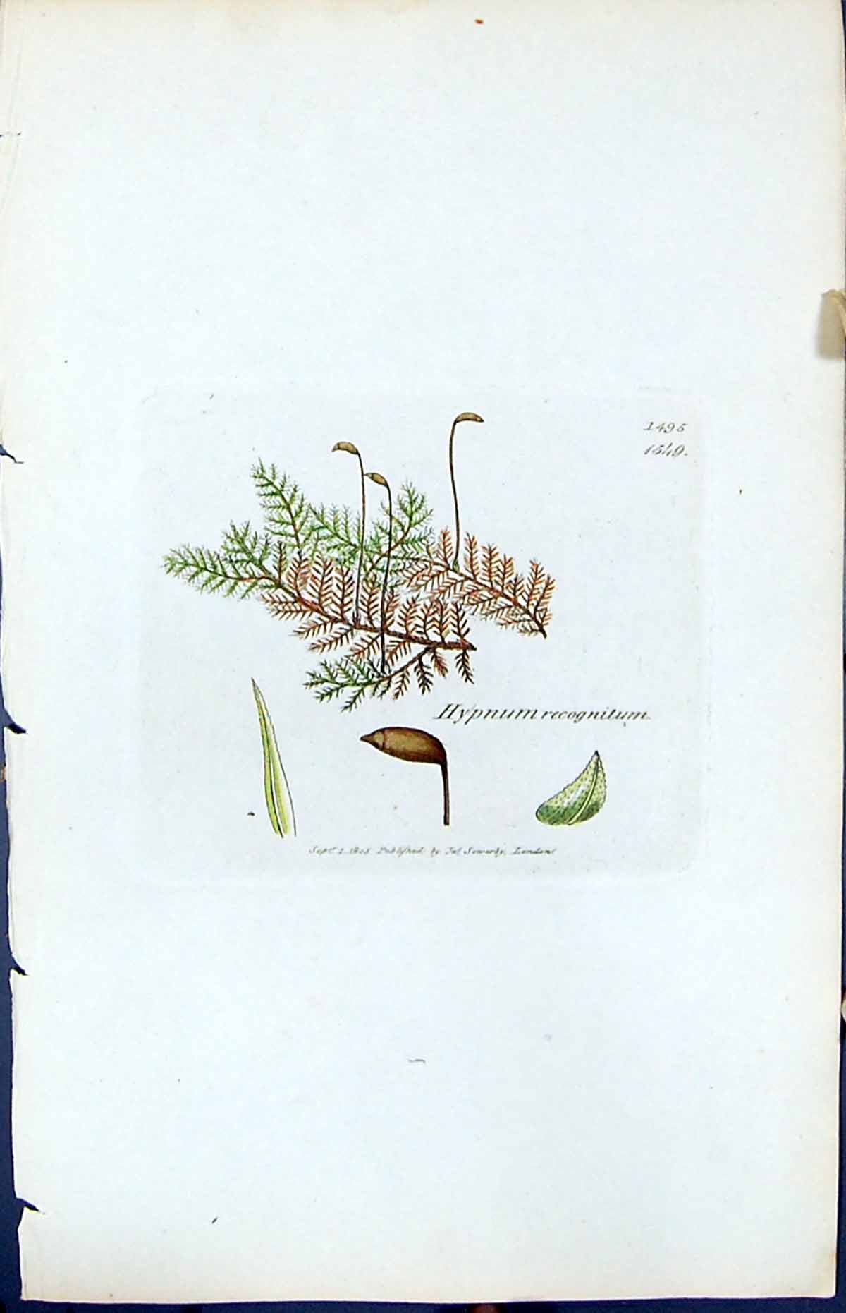 Antique Old Print Hypnum Recognitum British Plants Botany 1847 Sowerby Smith
