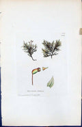 Antique Old Print Hypnum Stokesii British Plants Botany 1847 Sowerby Smith 19th