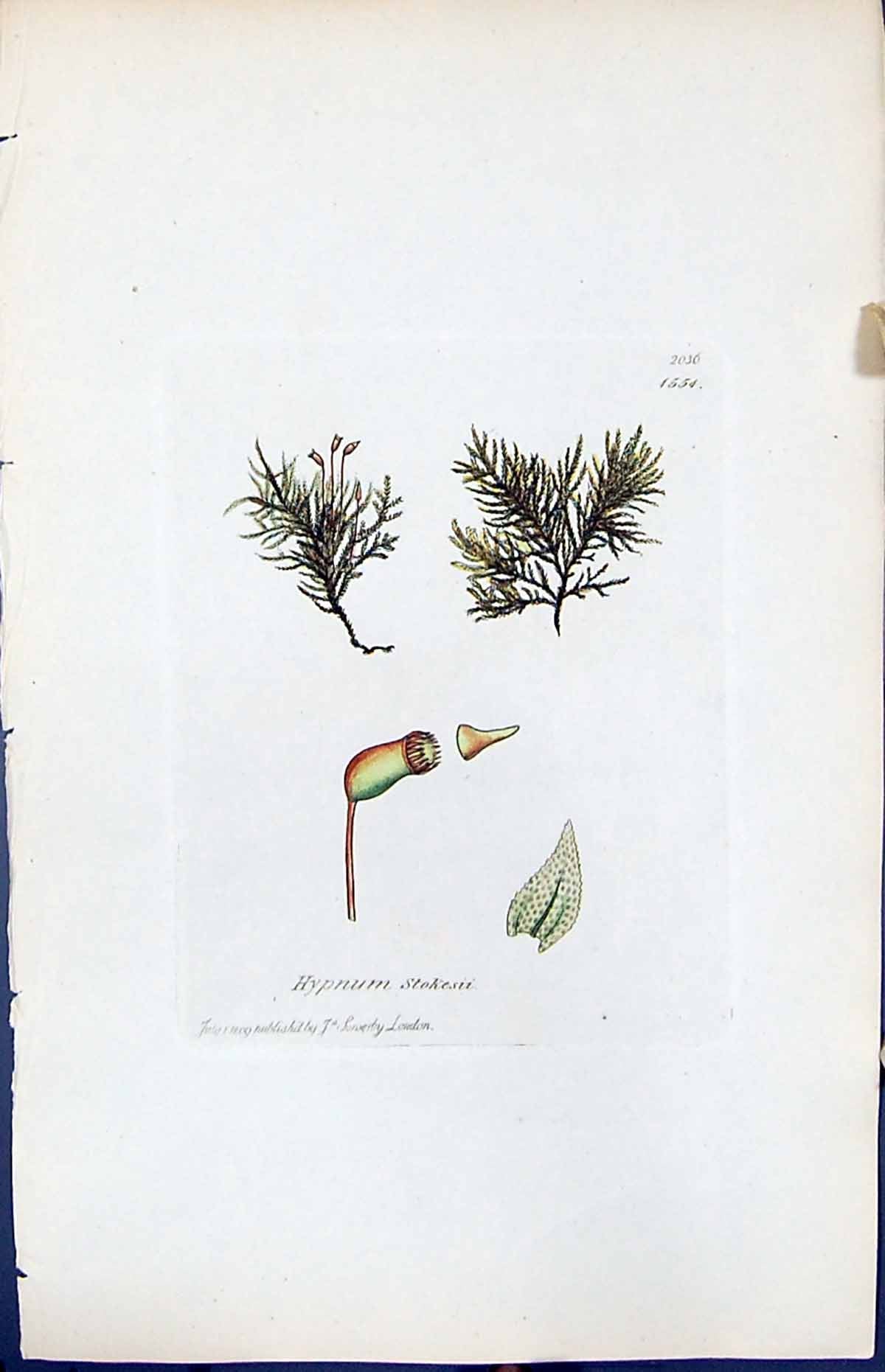 Antique Old Print Hypnum Stokesii British Plants Botany 1847 Sowerby Smith 19th