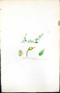 Antique Old Print Hypnum Swartzii British Plants Botany 1847 Sowerby Smith 19th