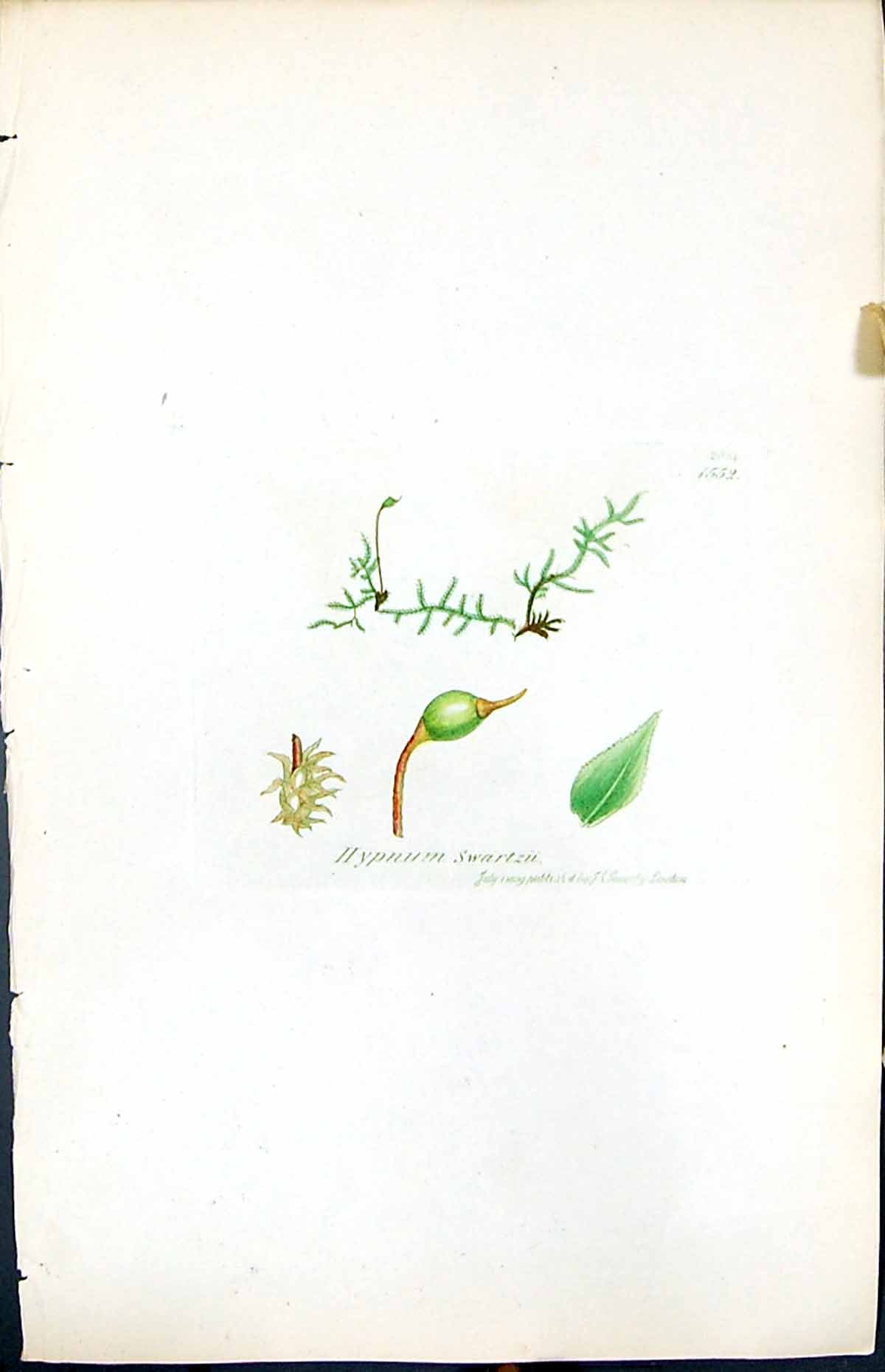 Antique Old Print Hypnum Swartzii British Plants Botany 1847 Sowerby Smith 19th