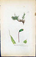 Antique Old Print Hypnum Flagellare British Plants Botany 1847 Sowerby Smith