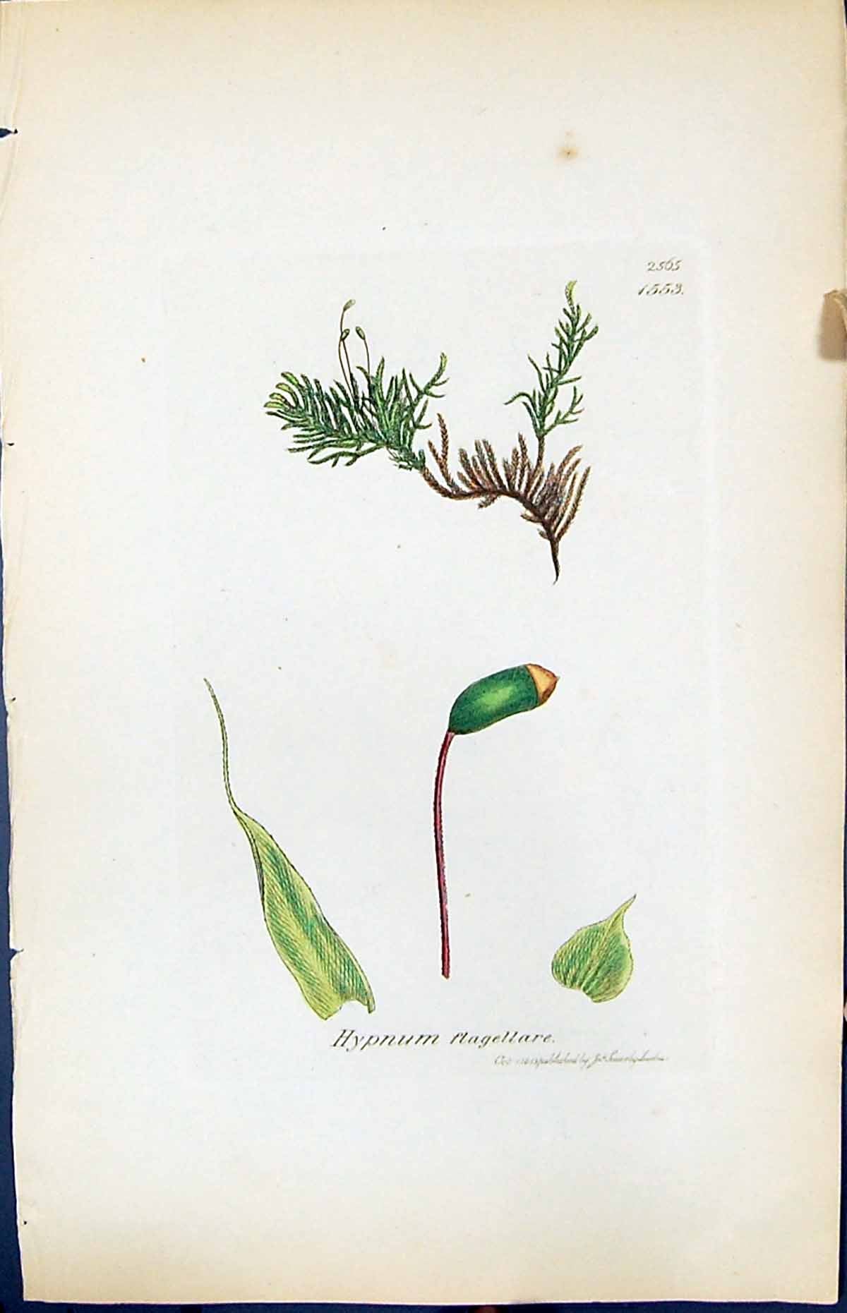 Antique Old Print Hypnum Flagellare British Plants Botany 1847 Sowerby Smith