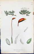 Old Print Hypnum Blandum British Plants Botany 1847 Sowerby Smith Colour 19th