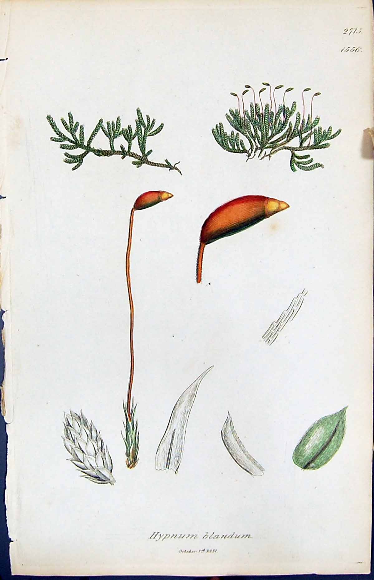 Old Print Hypnum Blandum British Plants Botany 1847 Sowerby Smith Colour 19th