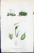Antique Print Hypnum Crassinervium British Plants Botany 1847 Sowerby Smith
