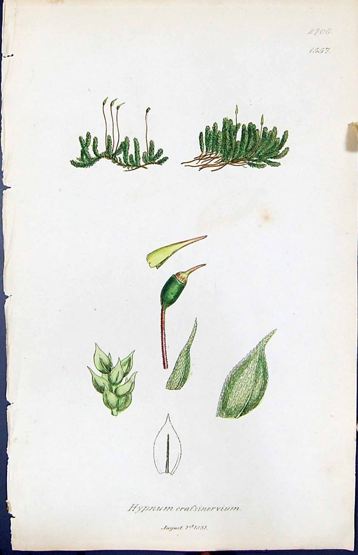 Antique Print Hypnum Crassinervium British Plants Botany 1847 Sowerby Smith