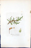 Antique Old Print Hypnum Rutabulum British Plants Botany 1847 Sowerby Smith