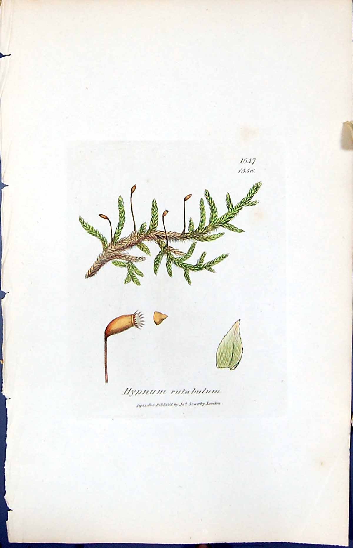 Antique Old Print Hypnum Rutabulum British Plants Botany 1847 Sowerby Smith