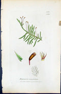 Antique Old Print Hypnum Crenulatum British Plants Botany 1847 Sowerby Smith