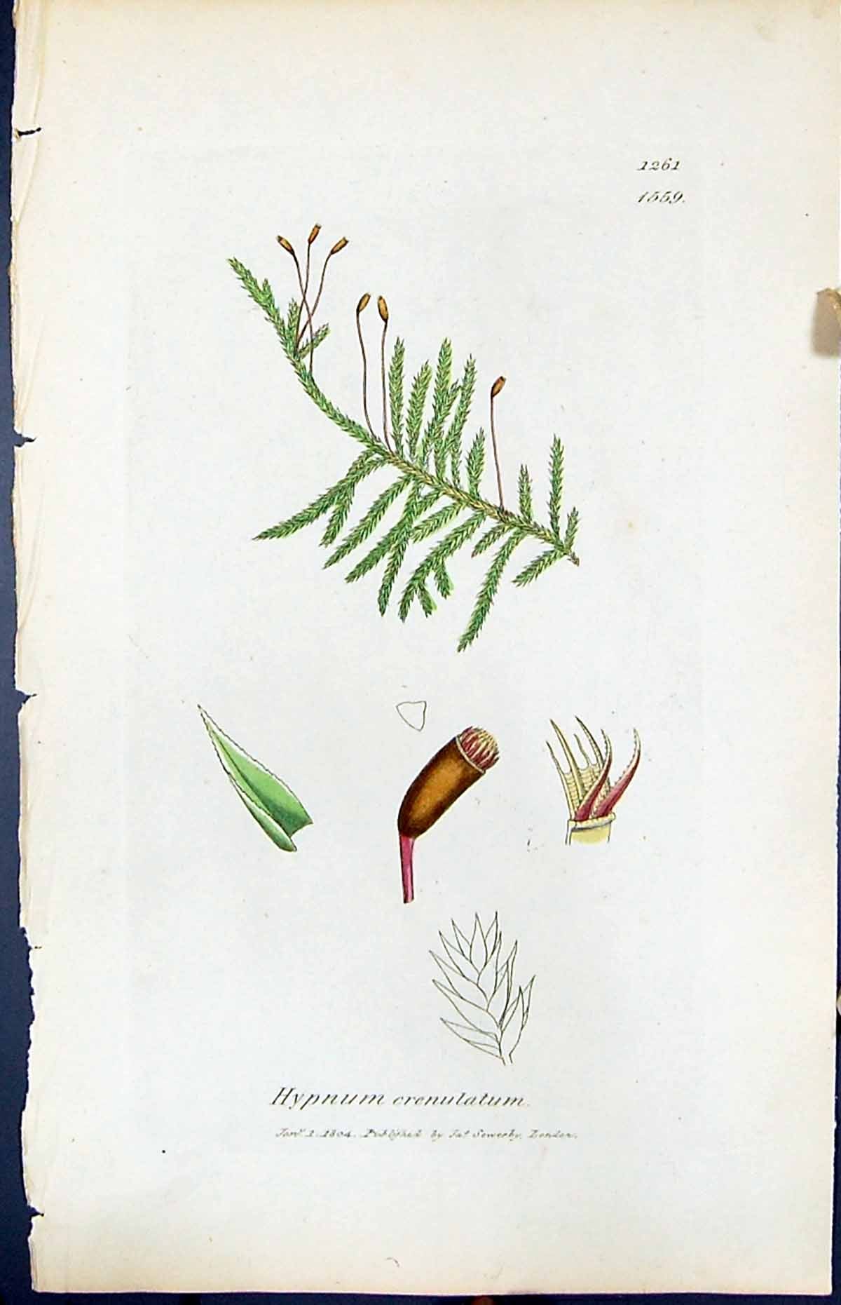 Antique Old Print Hypnum Crenulatum British Plants Botany 1847 Sowerby Smith
