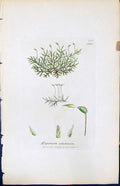 Antique Old Print Hypnum Velutinum British Plants Botany 1847 Sowerby Smith