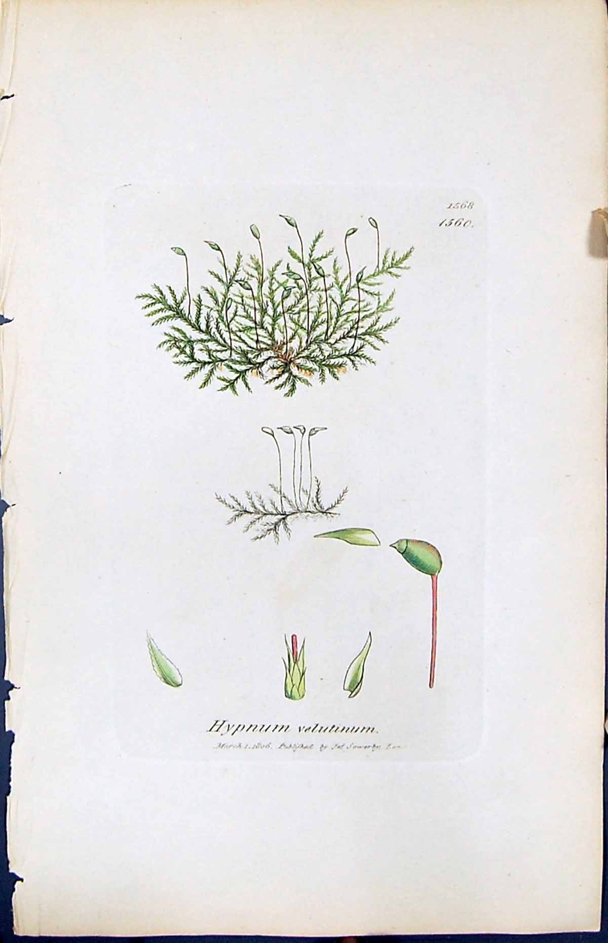 Antique Old Print Hypnum Velutinum British Plants Botany 1847 Sowerby Smith