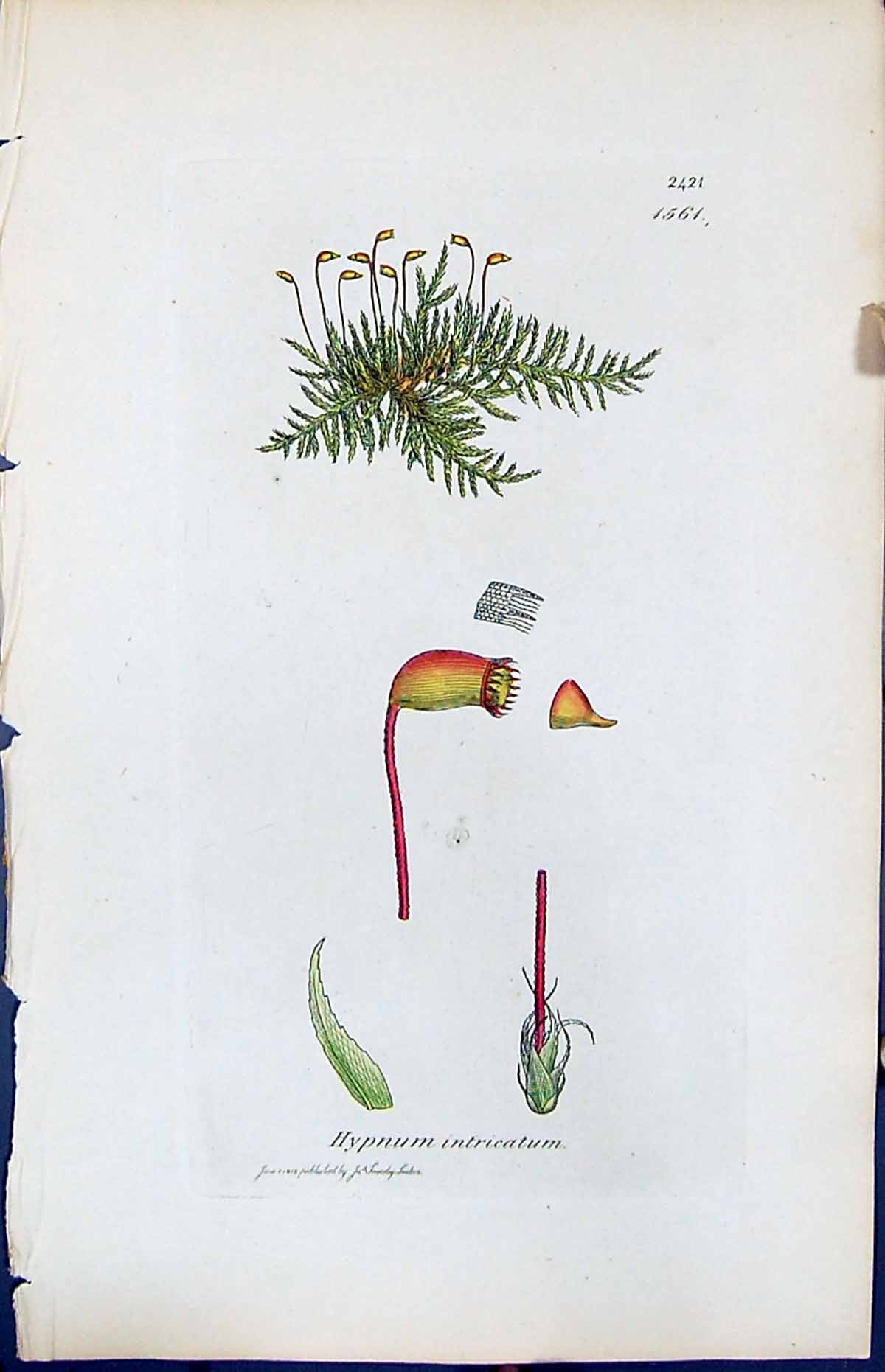 Antique Old Print Hypnum Intricatum British Plants Botany 1847 Sowerby Smith