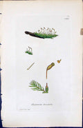 Antique Old Print Hypnum Teedalii British Plants Botany 1847 Sowerby Smith 19th