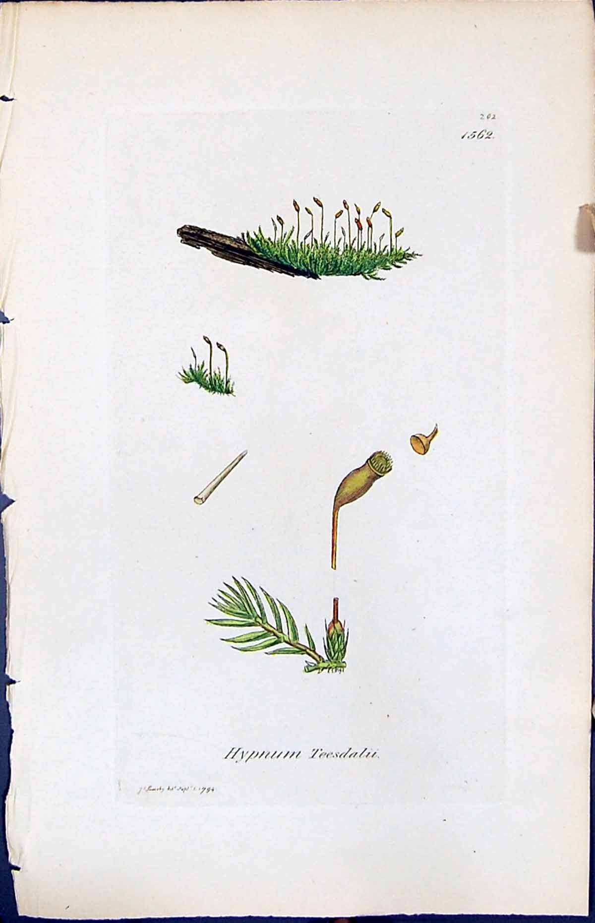 Antique Old Print Hypnum Teedalii British Plants Botany 1847 Sowerby Smith 19th