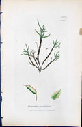 Antique Old Print Hypnum Ruscifolium British Plants Botany 1847 Sowerby Smith