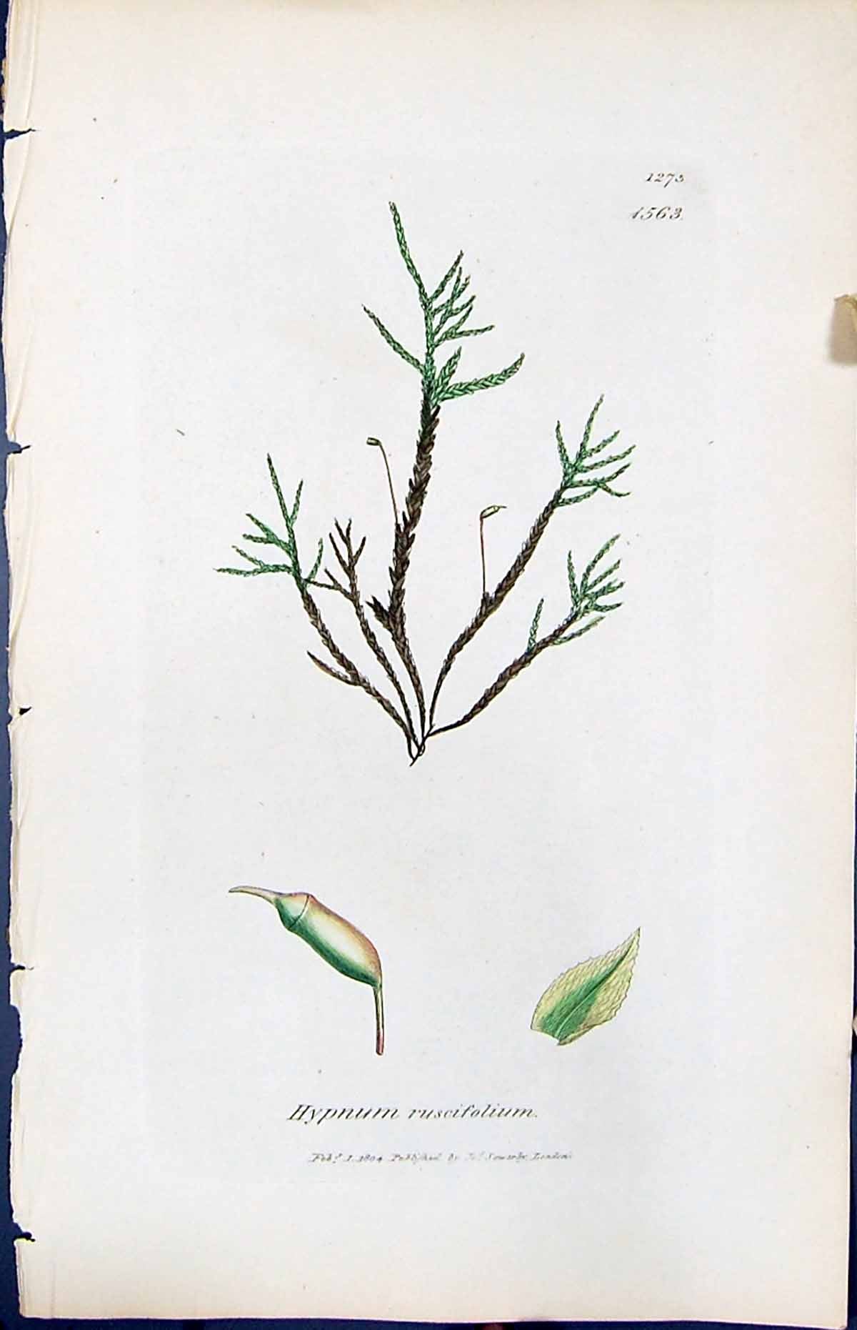 Antique Old Print Hypnum Ruscifolium British Plants Botany 1847 Sowerby Smith