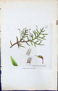 Antique Old Print Hypnum Striatum British Plants Botany 1847 Sowerby Smith 19th