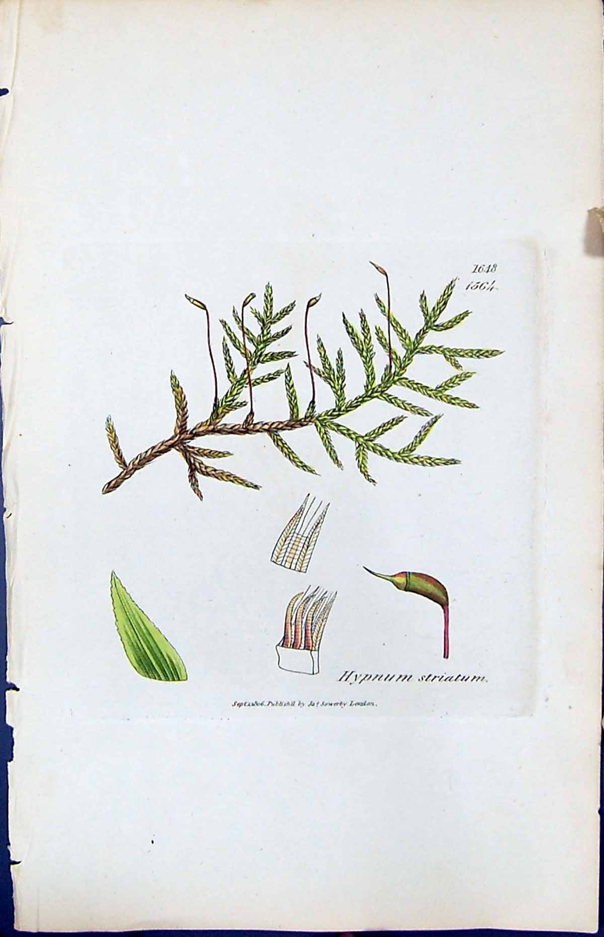 Antique Old Print Hypnum Striatum British Plants Botany 1847 Sowerby Smith 19th
