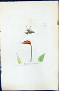 Antique Old Print Hypnum Confertum British Plants Botany 1847 Sowerby Smith