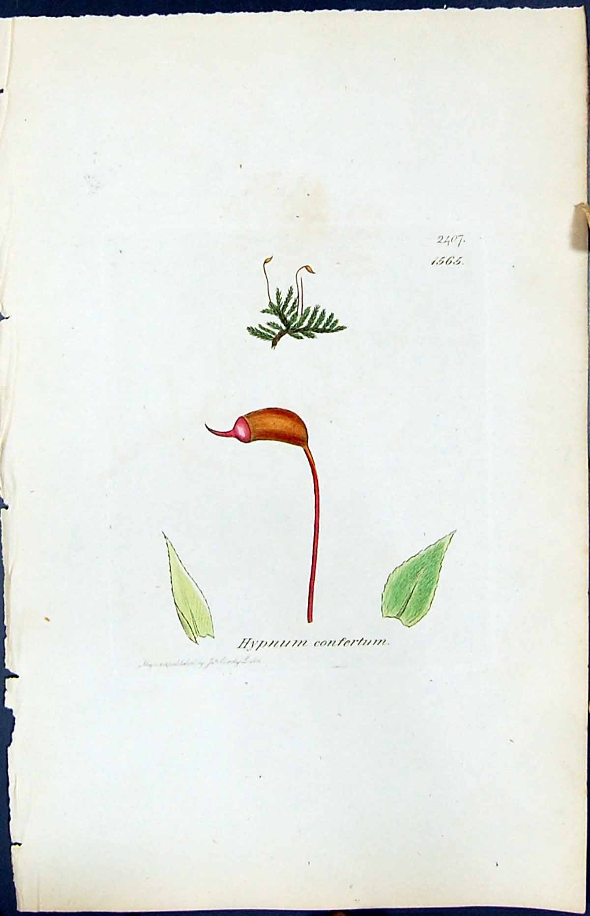 Antique Old Print Hypnum Confertum British Plants Botany 1847 Sowerby Smith