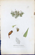 Antique Old Print Hypnum Serrulatum British Plants Botany 1847 Sowerby Smith