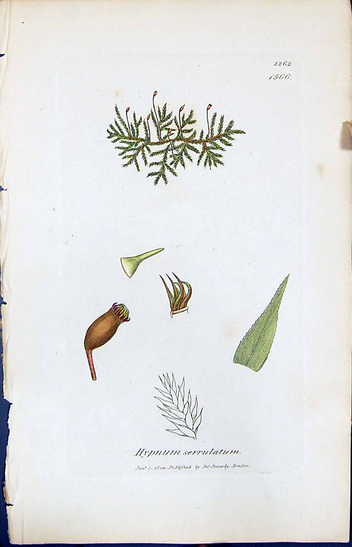 Antique Old Print Hypnum Serrulatum British Plants Botany 1847 Sowerby Smith