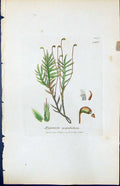 Antique Old Print Hypnum Cuspidatum British Plants Botany 1847 Sowerby Smith