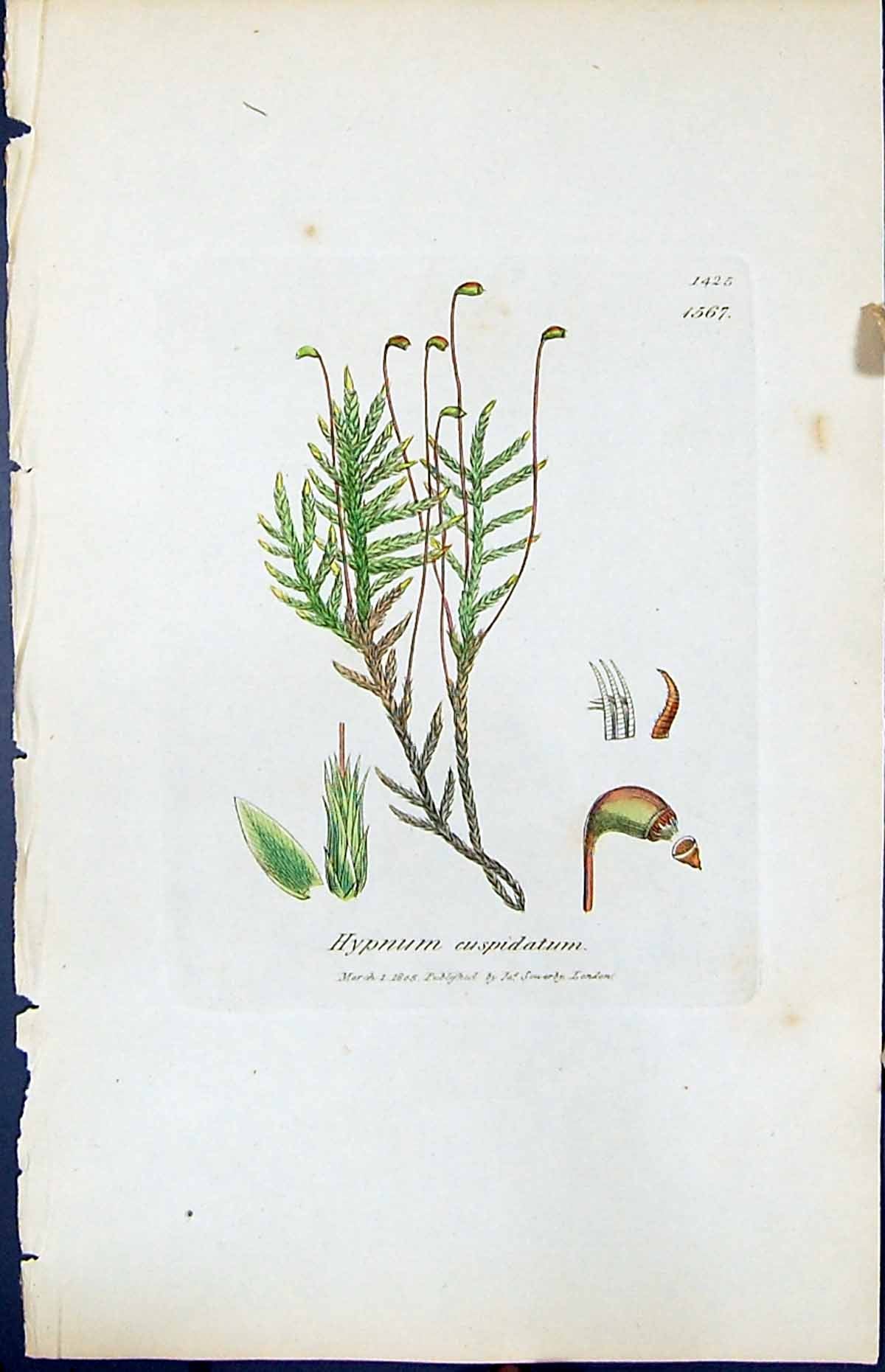 Antique Old Print Hypnum Cuspidatum British Plants Botany 1847 Sowerby Smith