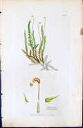 Antique Old Print Hypnum Cordifolium British Plants Botany 1847 Sowerby Smith