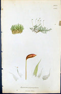 Antique Old Print Hypnum Polymorphum British Plants Botany 1847 Sowerby Smith