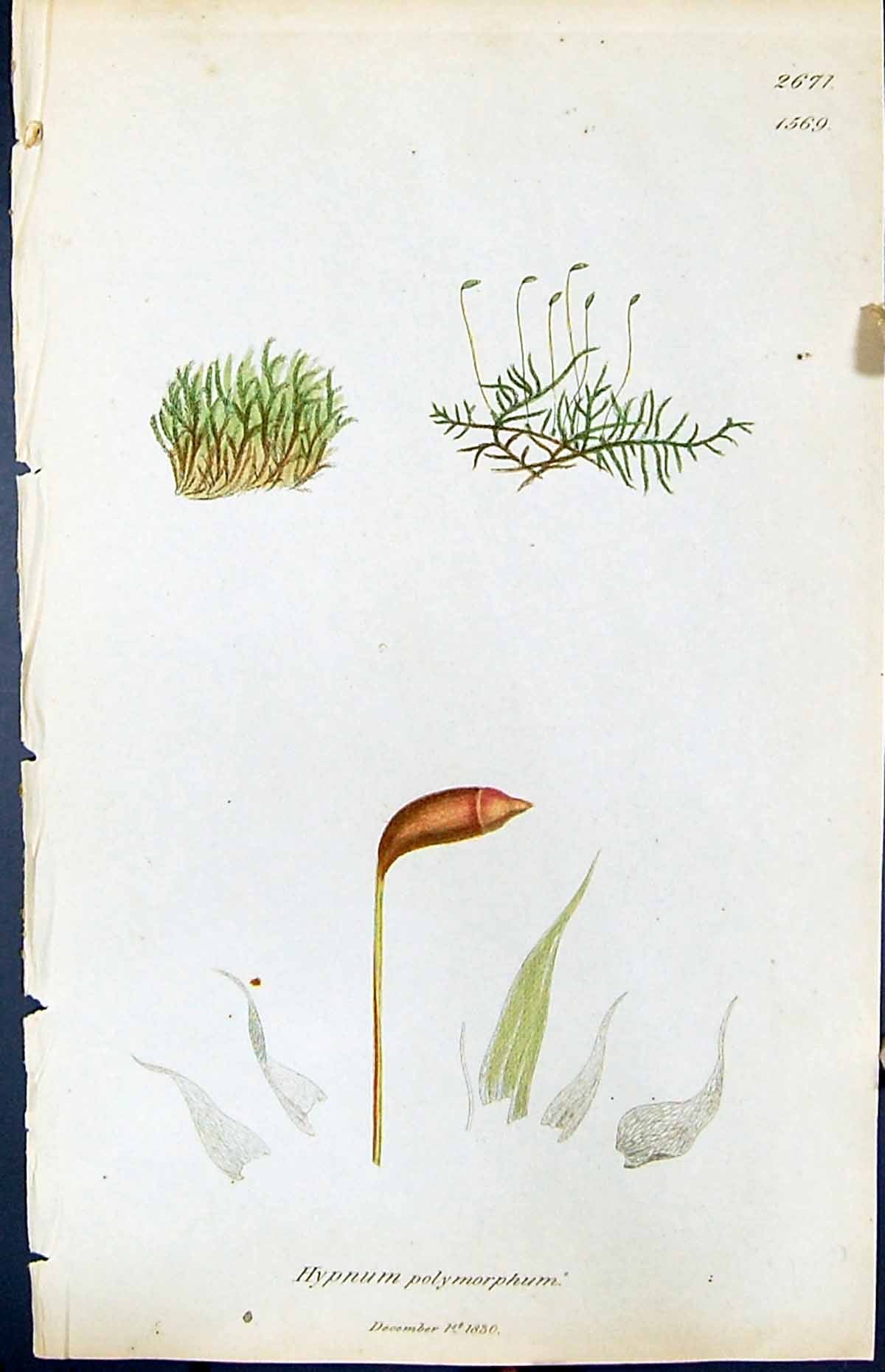 Antique Old Print Hypnum Polymorphum British Plants Botany 1847 Sowerby Smith