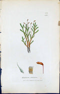 Antique Old Print Hypnum Stellatum British Plants Botany 1847 Sowerby Smith