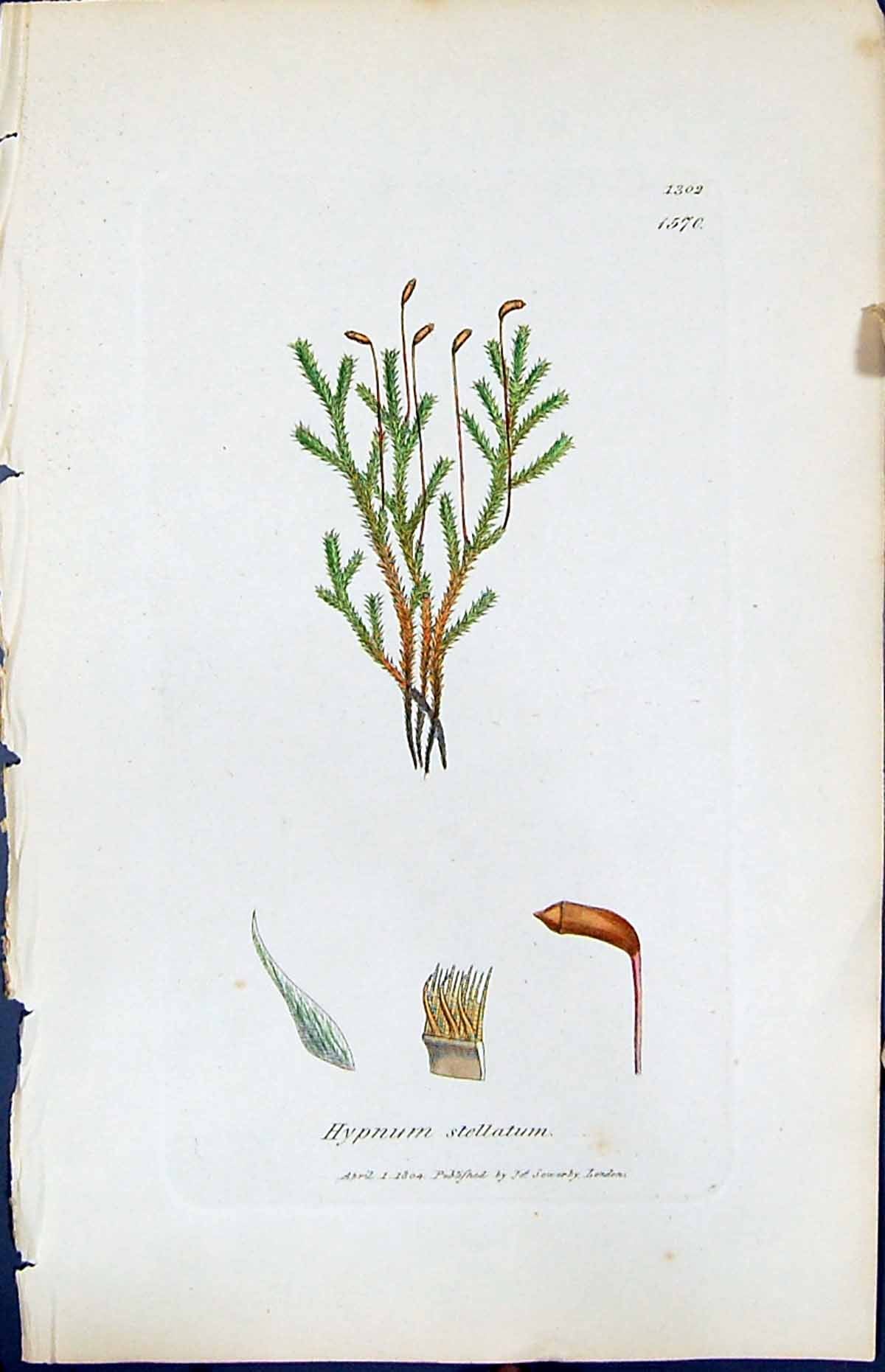 Antique Old Print Hypnum Stellatum British Plants Botany 1847 Sowerby Smith