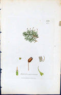 Antique Print Hypnum Squarrulosum British Plants Botany 1847 Sowerby Smith 19th