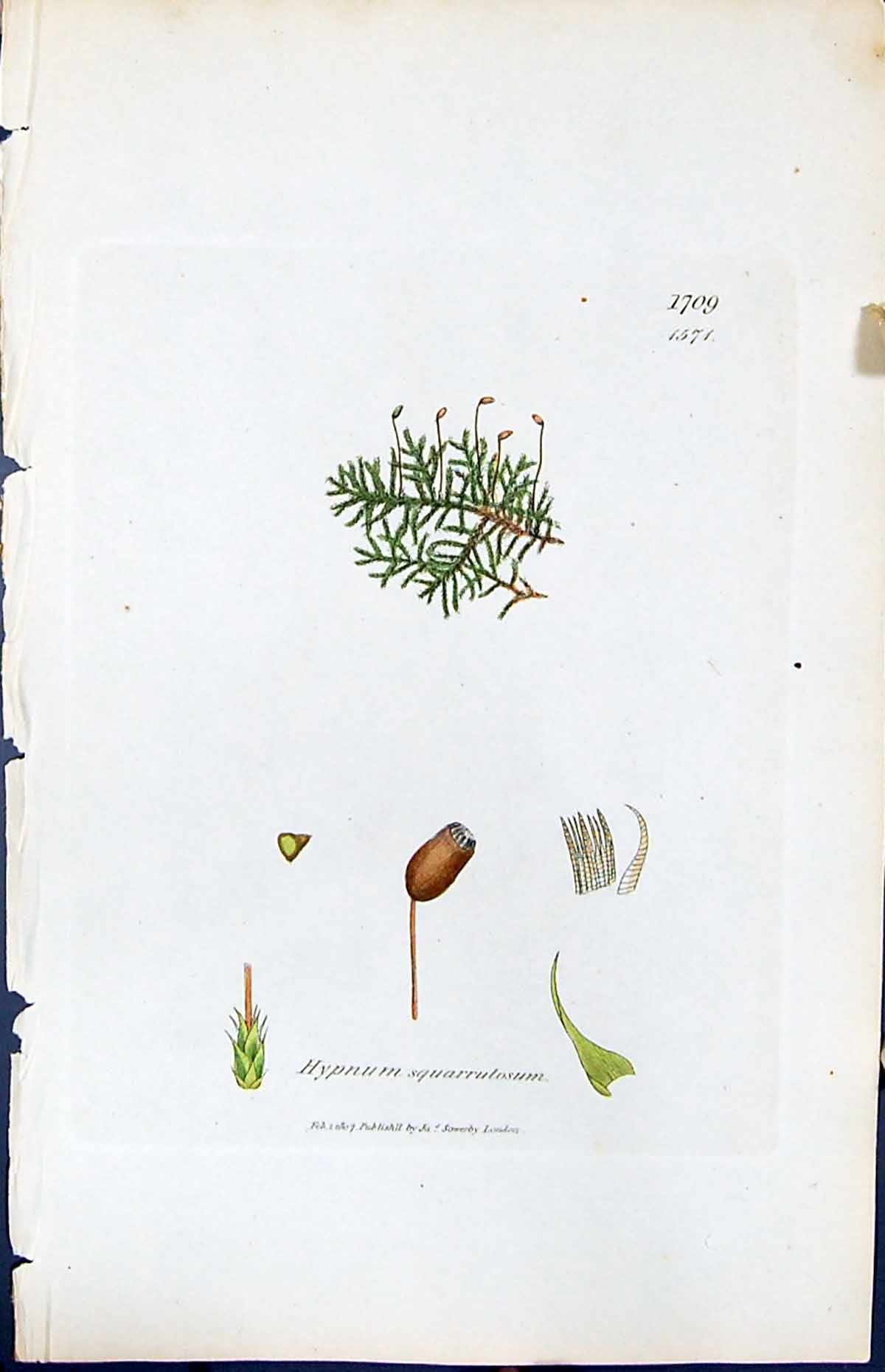 Antique Print Hypnum Squarrulosum British Plants Botany 1847 Sowerby Smith 19th
