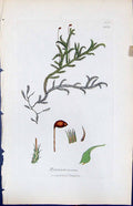 Antique Print Hypnum Loreum British Plants Botany 1847 Sowerby Smith Colour