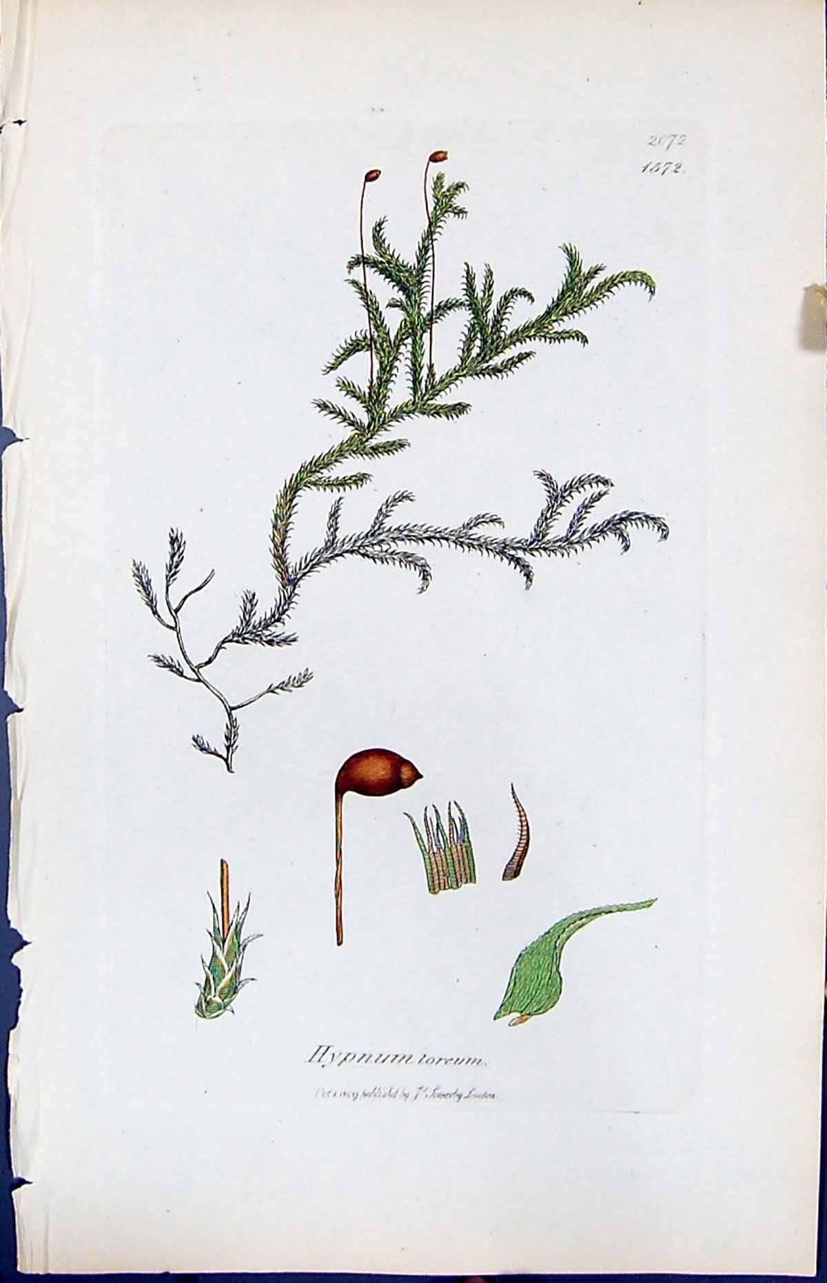 Antique Print Hypnum Loreum British Plants Botany 1847 Sowerby Smith Colour