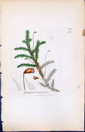 Antique Old Print Hypnum Triquetrum British Plants Botany 1847 Sowerby Smith