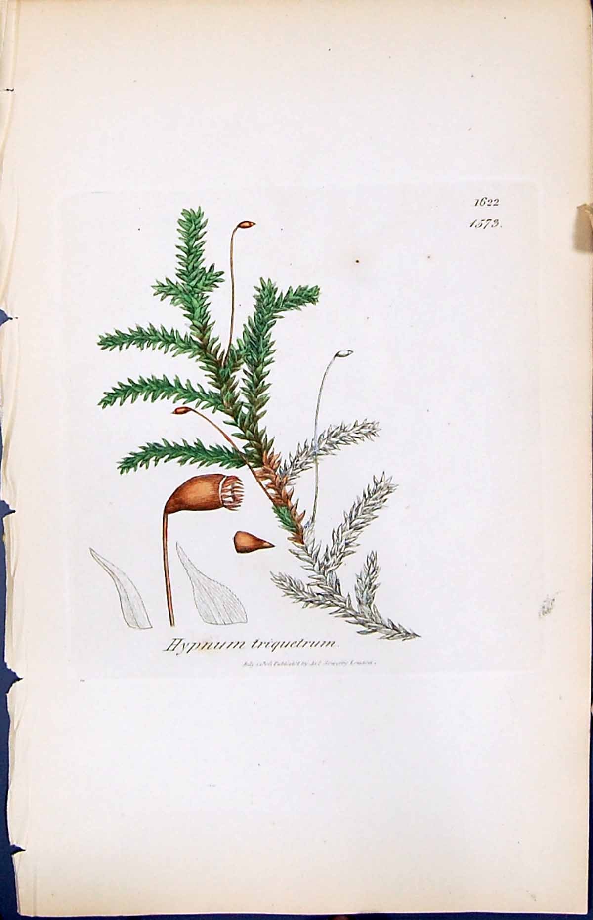 Antique Old Print Hypnum Triquetrum British Plants Botany 1847 Sowerby Smith