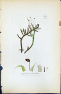 Antique Old Print Hypnum Squarrosum British Plants Botany 1847 Sowerby Smith