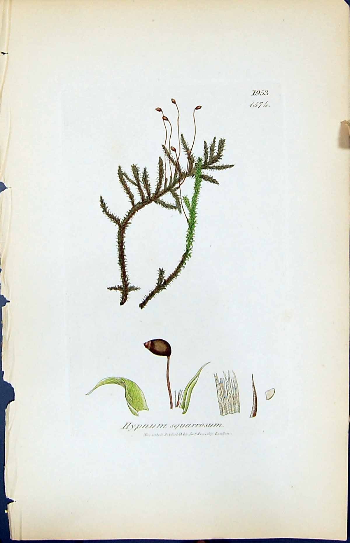 Antique Old Print Hypnum Squarrosum British Plants Botany 1847 Sowerby Smith
