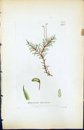 Antique Old Print Hypnum Filicinum British Plants Botany 1847 Sowerby Smith